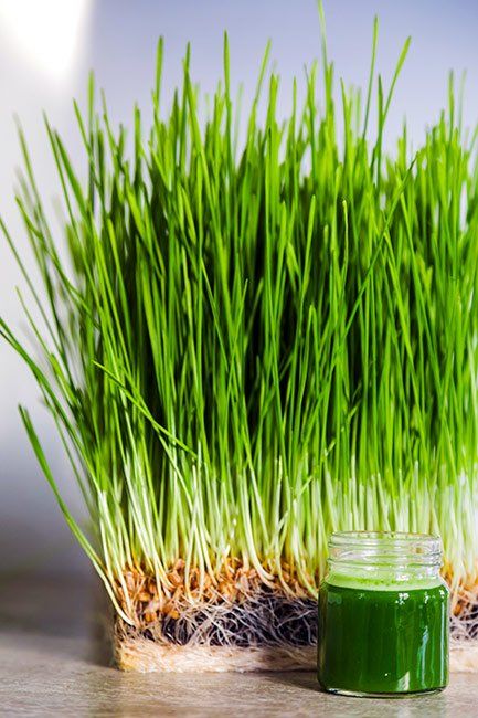 Benefits of Wheatgrass_ 17 Awesome Things You Need to Know